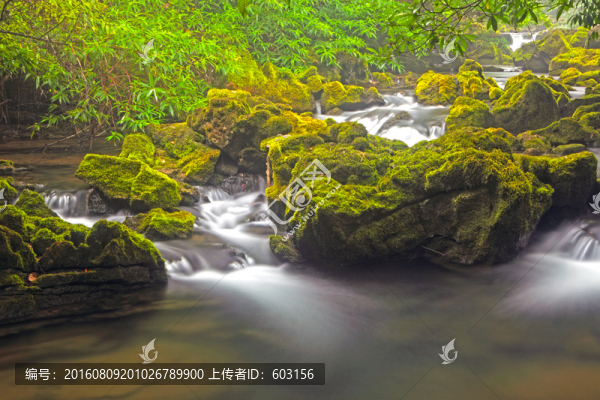 貴州,茂蘭
