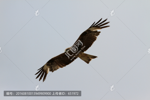 飛翔的獵隼