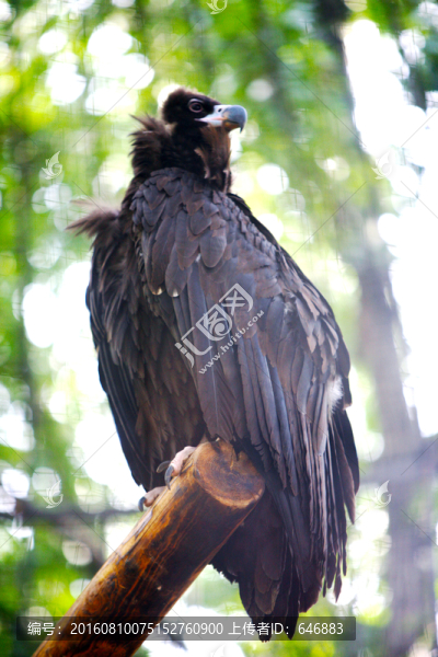 雕鳥類