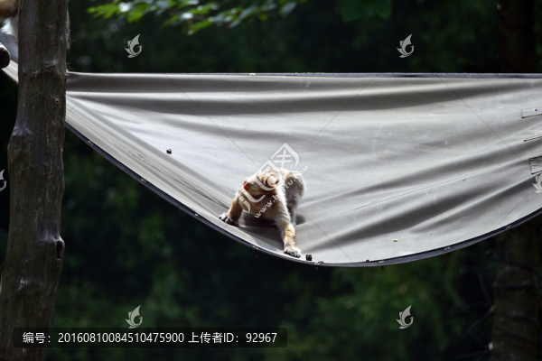 巴巴利獼猴