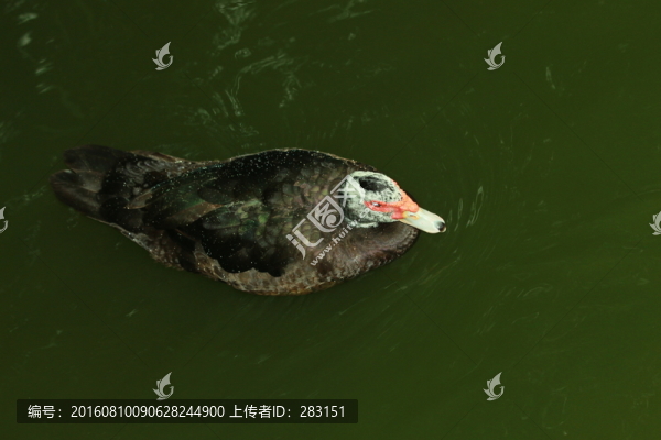 戲水鴨子