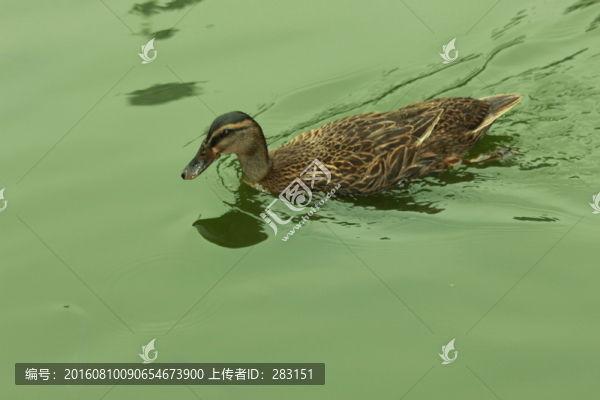 鴨子攝影