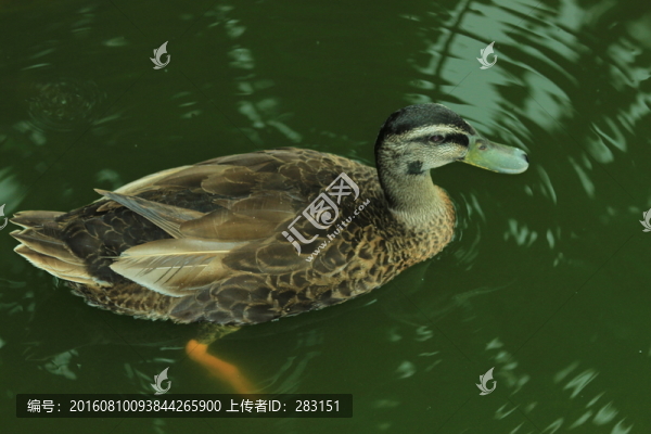 鴨子游水