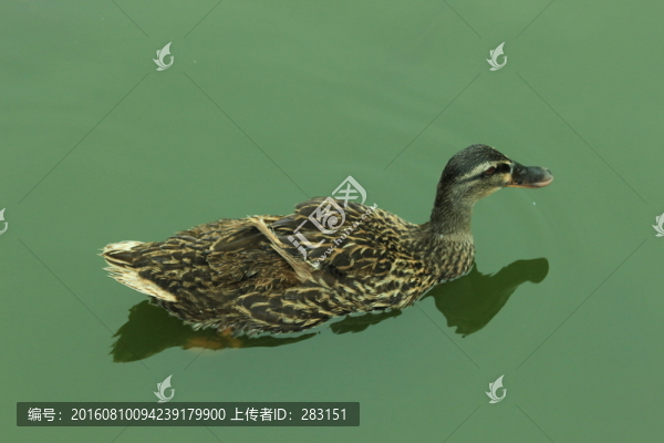 水鴨