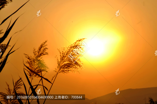夕陽與蘆葦