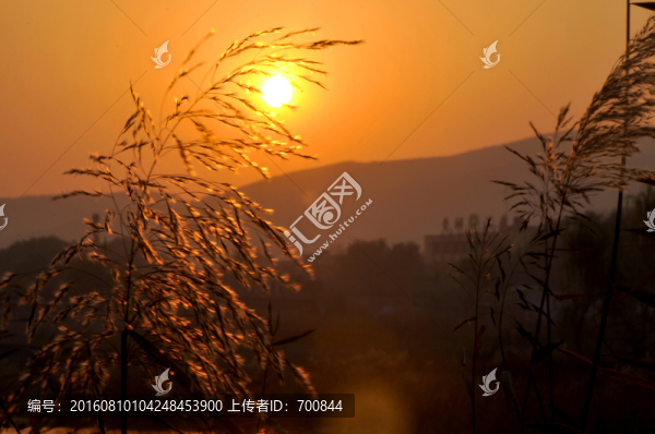 夕陽與蘆葦