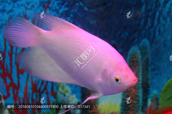 金魚