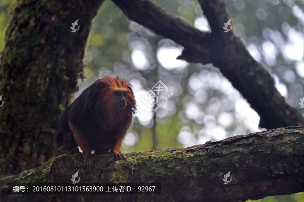 金發(fā)獅尾猴