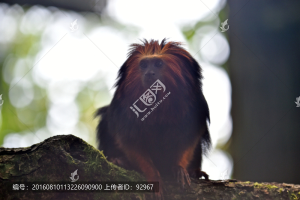 獅尾猴