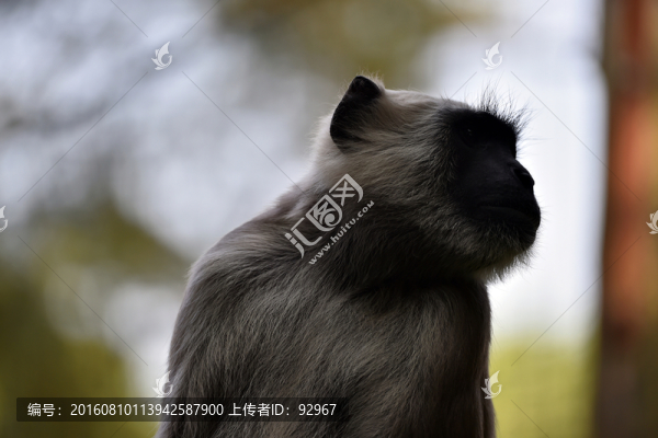 哈努曼葉猴