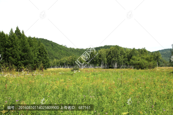 山草地樹林