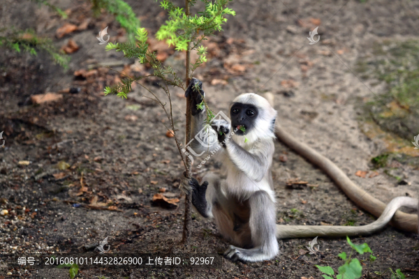 黑葉猴