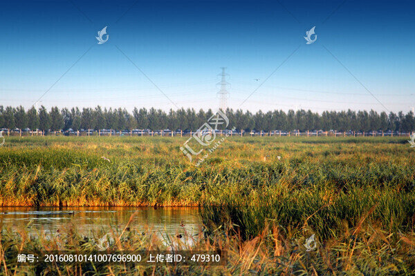 大慶,濕地