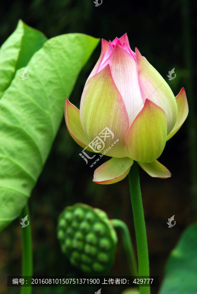 荷花特寫,荷花,荷花種植