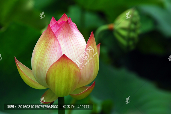 荷花特寫,荷花,荷花種植