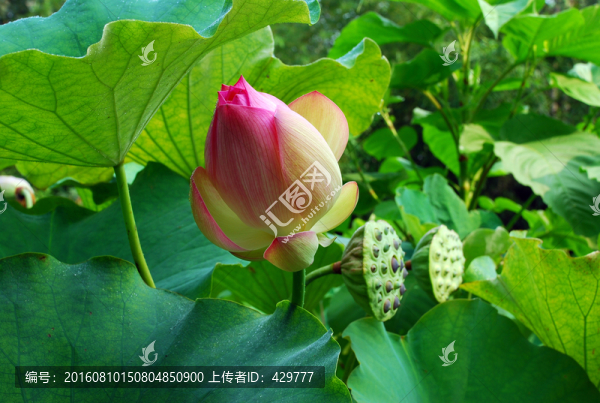 荷花