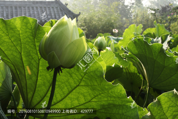 荷花