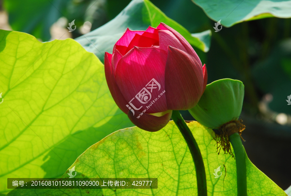 荷花