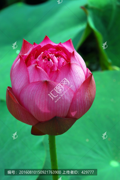 荷花