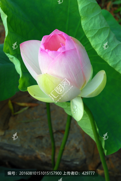 荷花特寫,荷花荷葉,荷花園