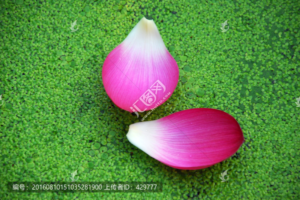 花瓣,荷花