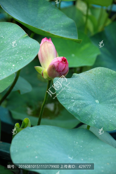 并提荷花,并提蓮花