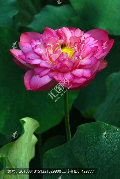 荷花特寫(xiě),荷花荷葉,荷花池