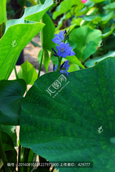 荷葉,荷花池