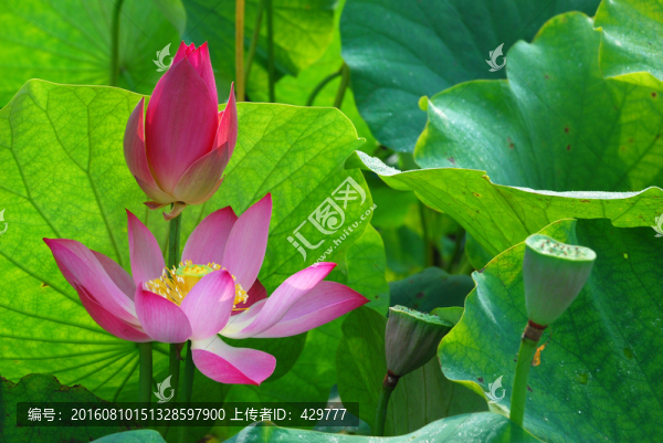 荷花,荷塘,荷花園