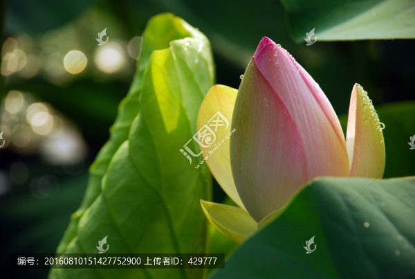 荷花