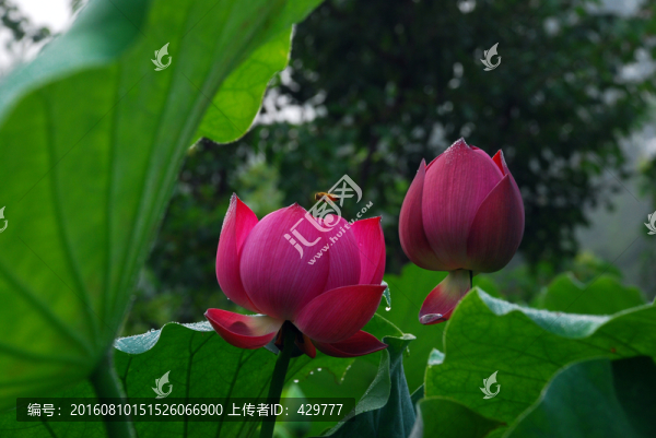 荷花