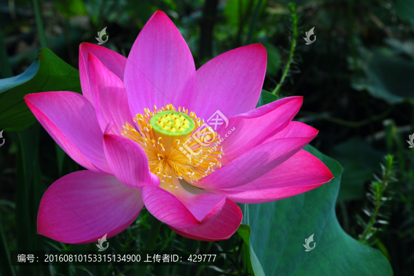荷花