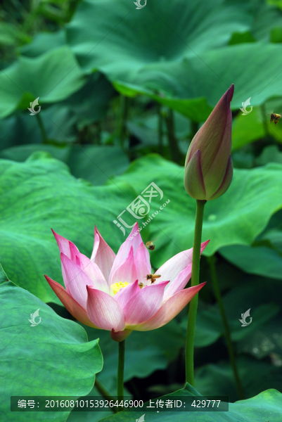 荷花