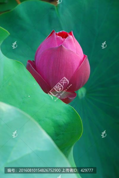 荷花,,蓮花