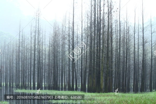 紅杉樹林
