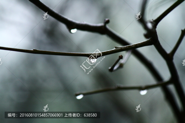 樹枝雨滴