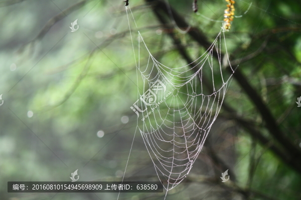 蜘蛛網(wǎng)