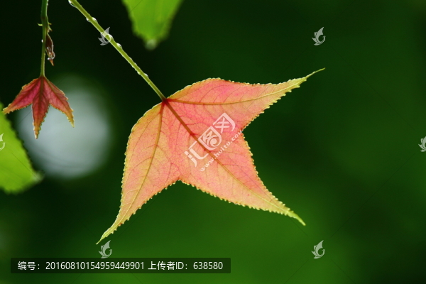 楓葉