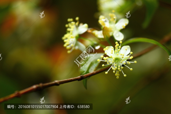野花
