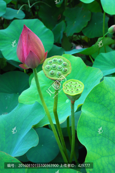 荷花