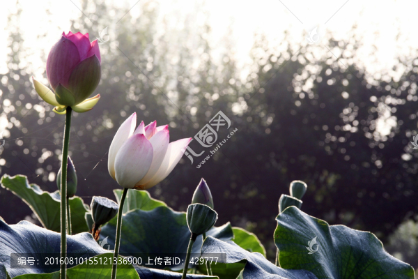 荷花,,荷花園