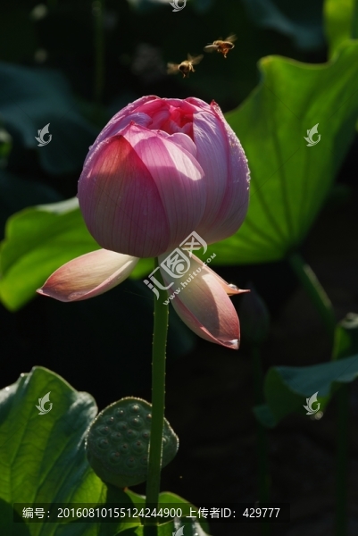 荷花