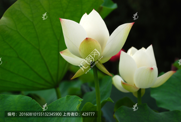 蓮花,,荷花