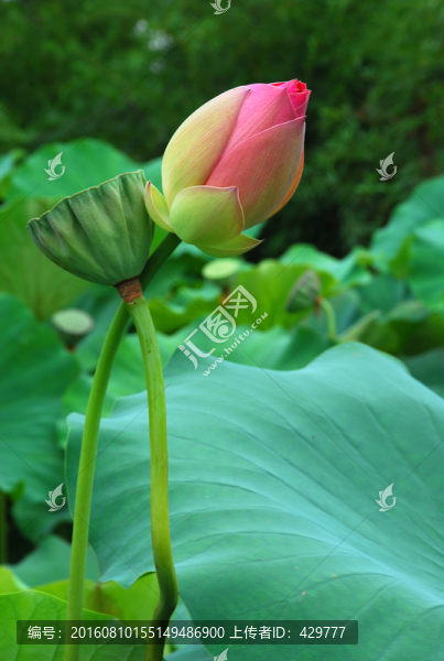荷花