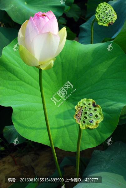 荷花,,荷葉