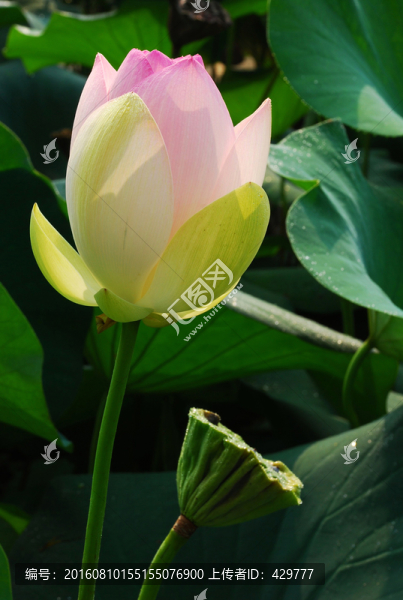 荷花