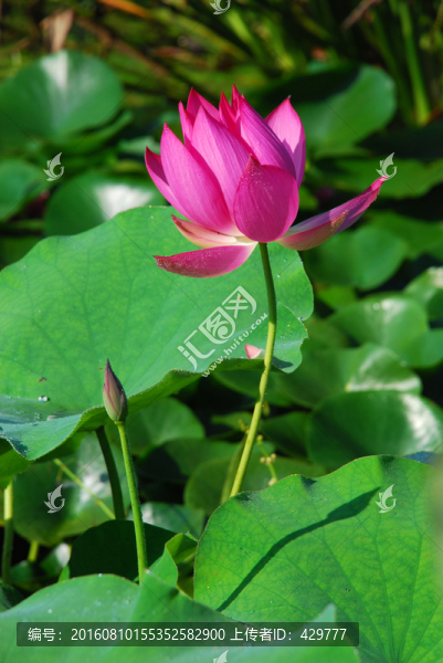 夏荷