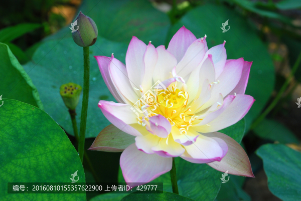 紅荷花