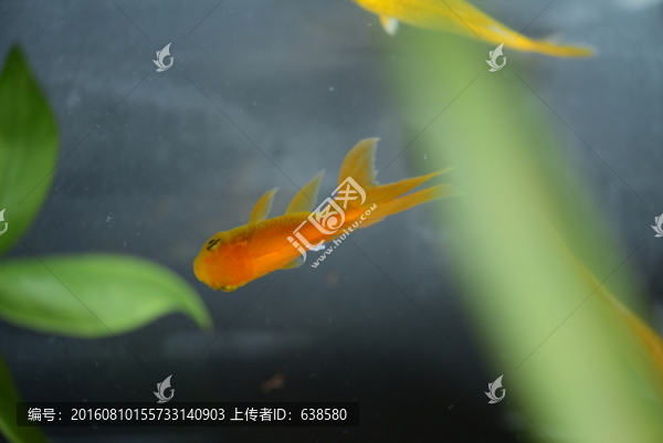 金魚