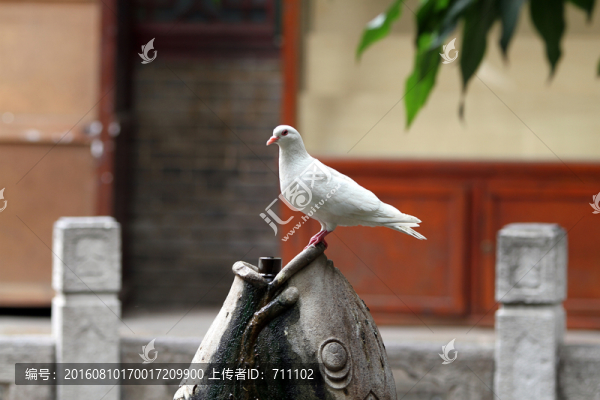 白鴿